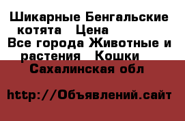 Шикарные Бенгальские котята › Цена ­ 25 000 - Все города Животные и растения » Кошки   . Сахалинская обл.